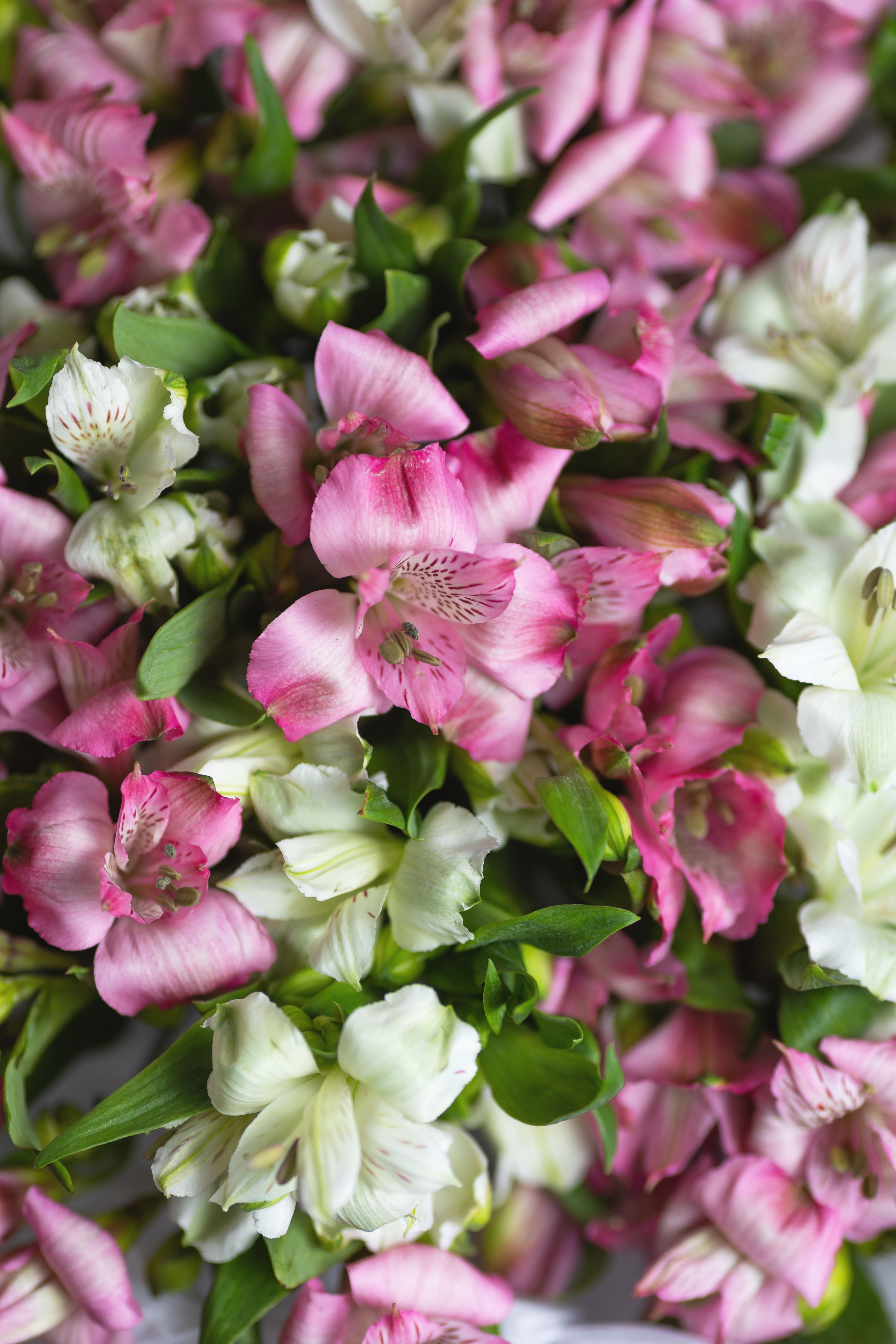 Монобукет из альстромерии