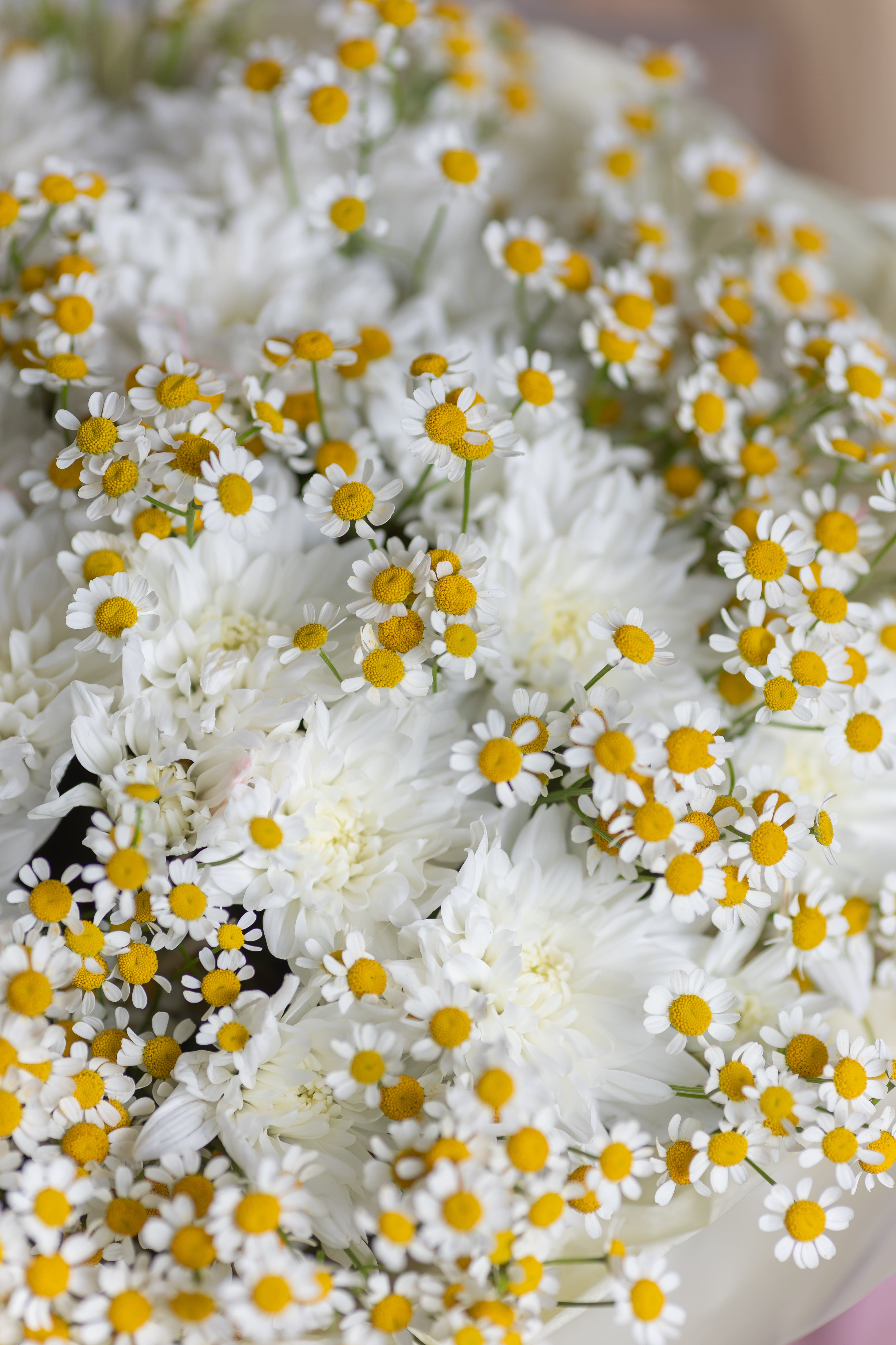 Сборный букет с хризантемой и матрикарией